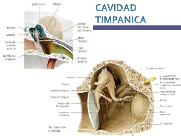 Anatomia de oido externo, medio e interno