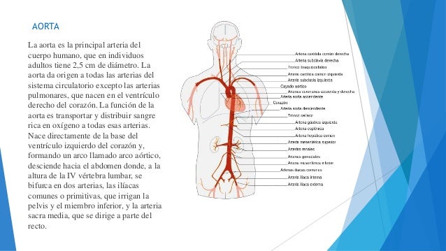 Anatomia ii aorta