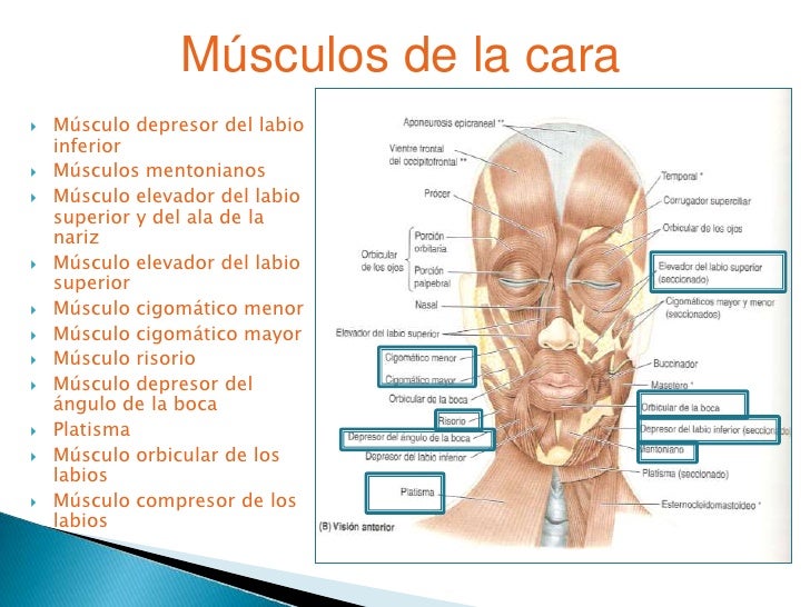 MUSCULO DE LA CARA musculo de la cara: