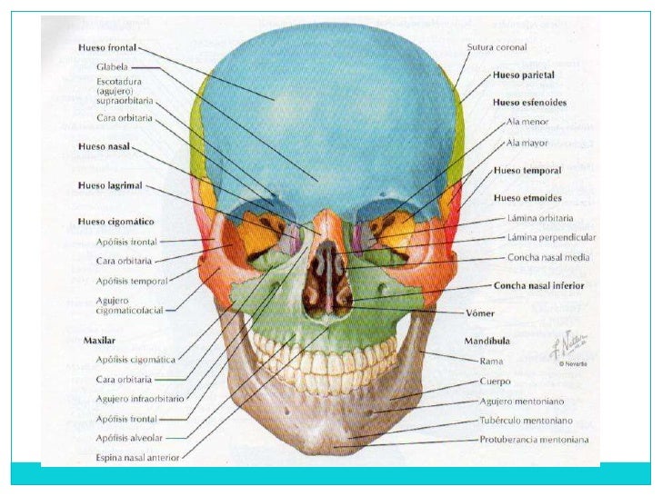 ( I ) 3 orbita y a. anatomia 1