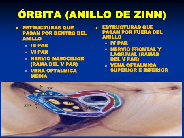 Anatomia orbitas