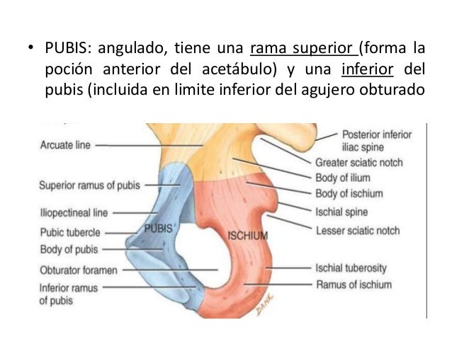 anatomia-pelvis