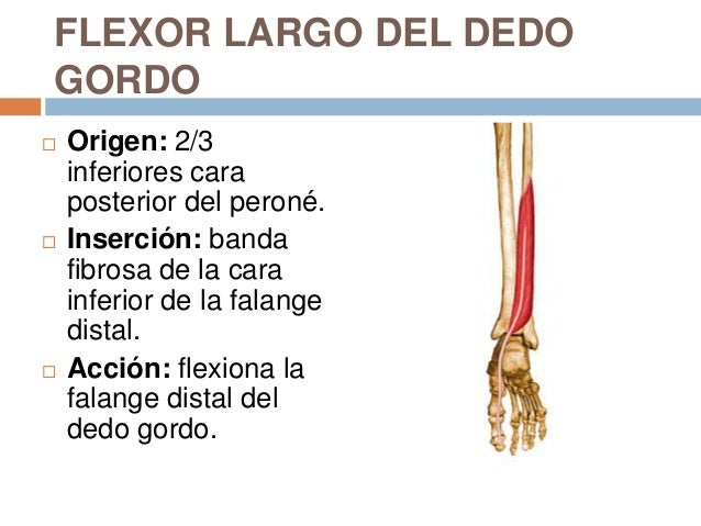 Anatomia pierna