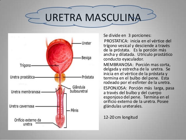 Anatomia renal