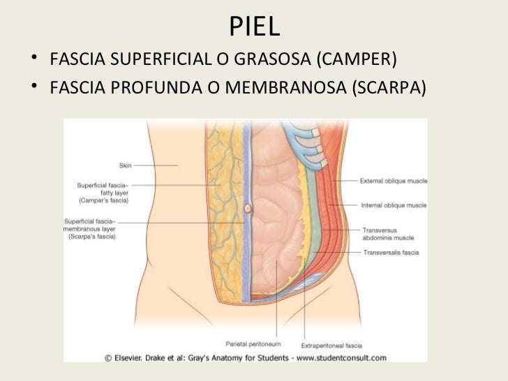 Anatomia Topografica Abdomen Klgo. Andres Riveros pubic arch diagram 