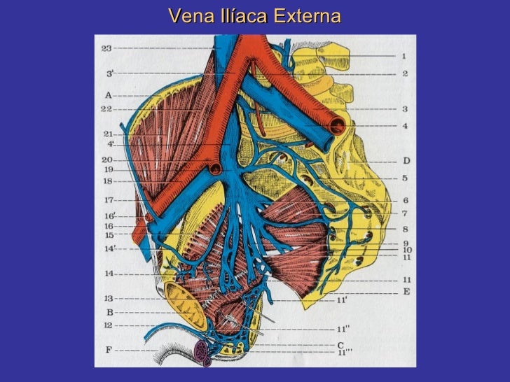 Funcion De La Vena Iliaca Externa