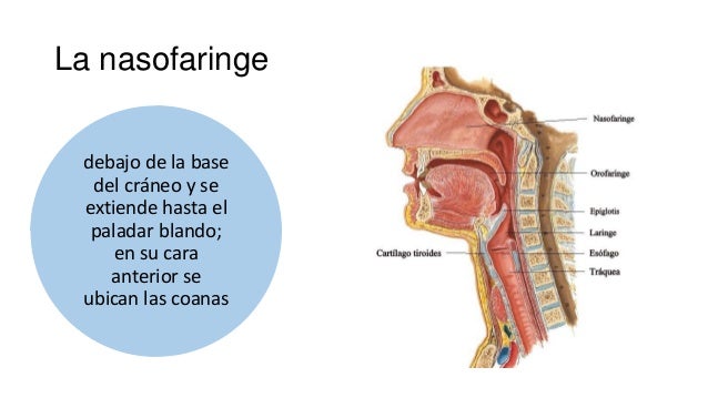 Anatomia vias aereas lab avanzado