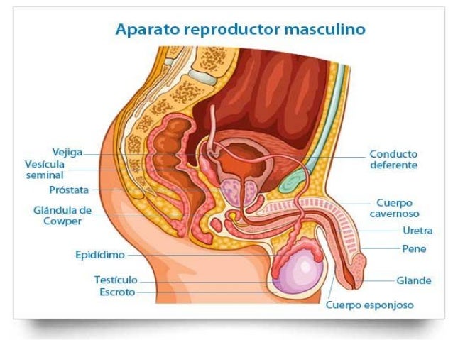 scorts masculinos femenino de varón scorts masculinos femenino de varón