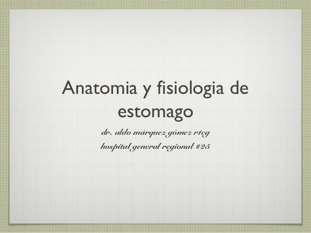 FISIOLOGIA ANATOMIA ESTOMAGO fisiologia anatomia estomago: