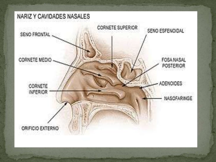 Anatomia y fisiologia de la nariz
