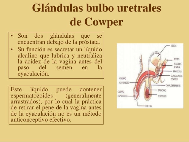 Anatomia y fisiologia del aparato reproductor