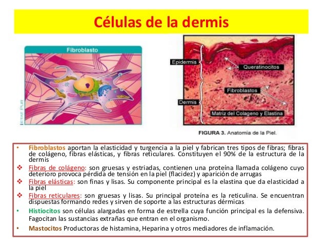 Anatomia y fisiologia de la piel