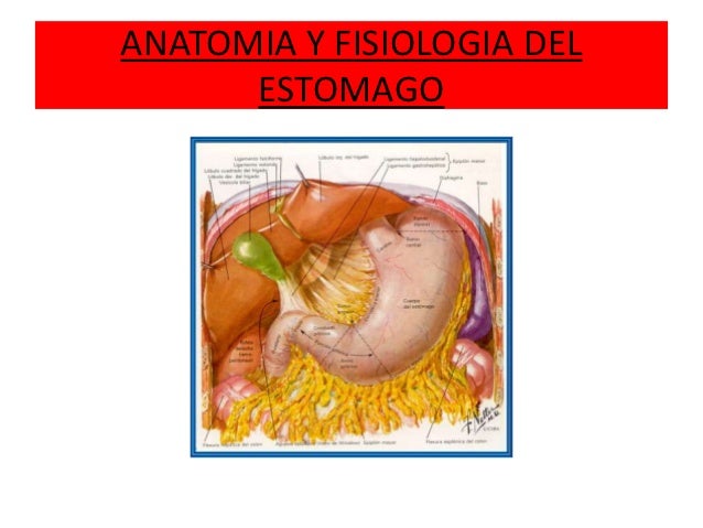 FISIOLOGIA ANATOMIA ESTOMAGO fisiologia anatomia estomago: