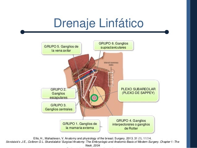 Anatomia y fisiologia de mama