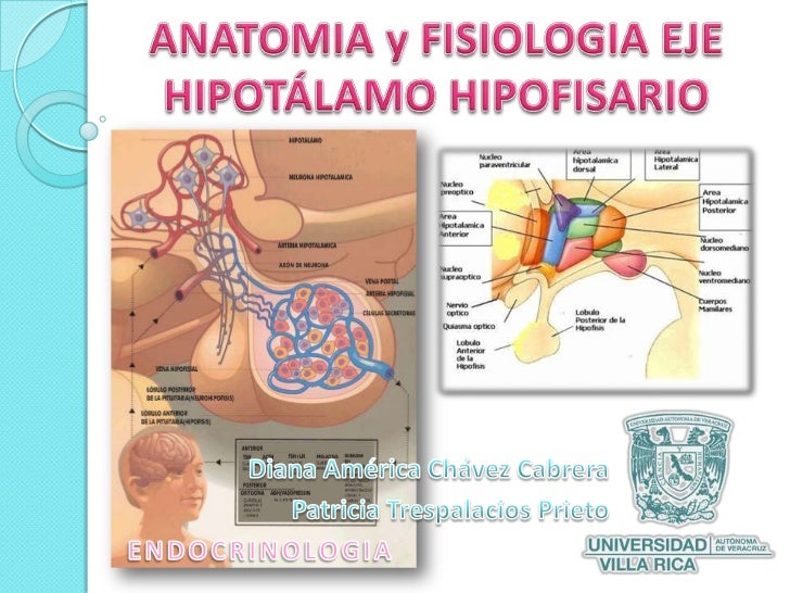 Manual de anatomia e fisiologia humana