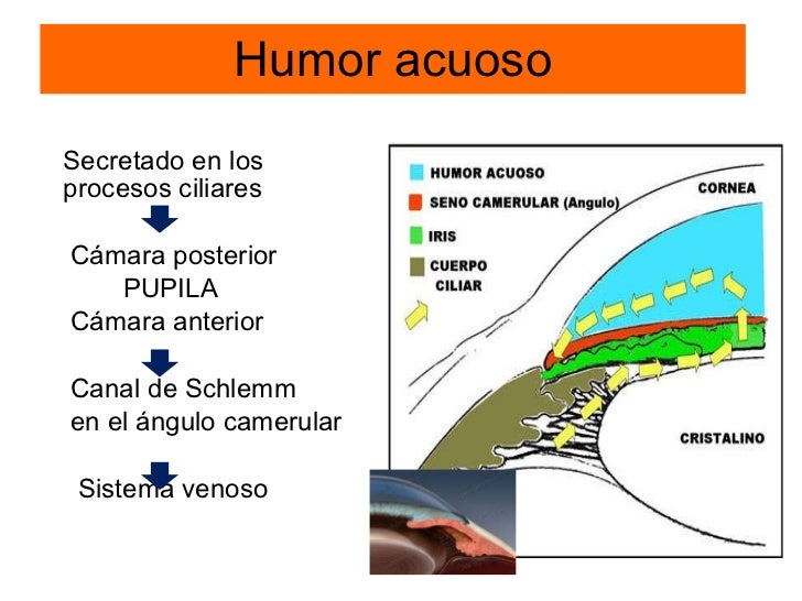 Anatomia y Fisiologia Ocular OftalmoanestesiaUIS