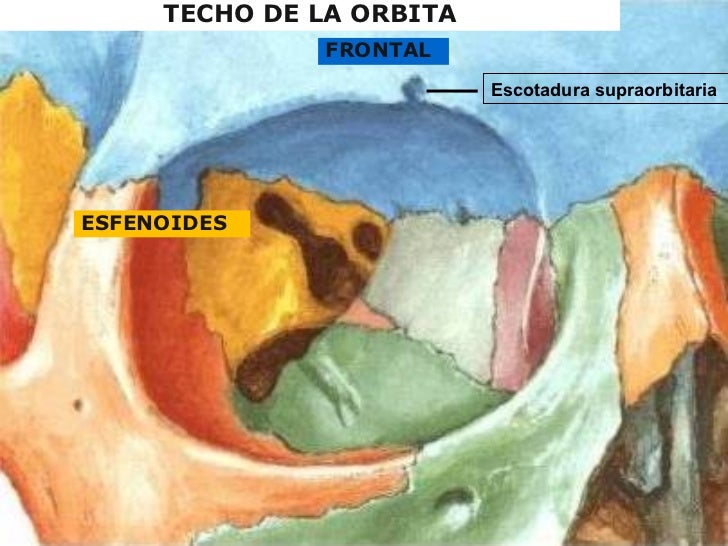 Anatomia y Fisiologia Ocular OftalmoanestesiaUIS