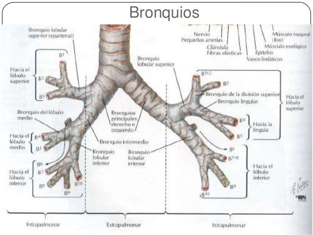 Anatomia humana organos