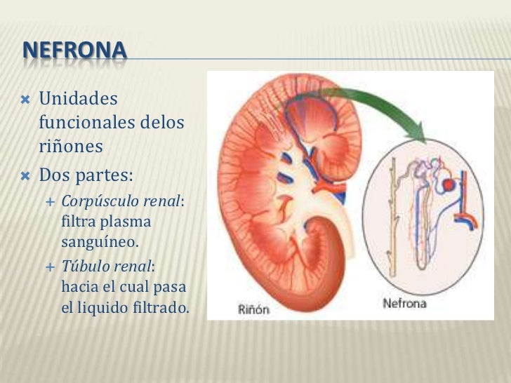 Anatomia y fisiologia renal
