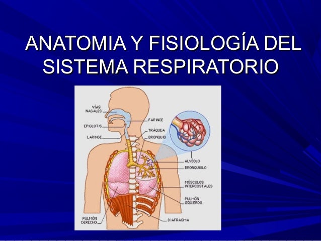 Sistema respiratorio anatomia e fisiologia