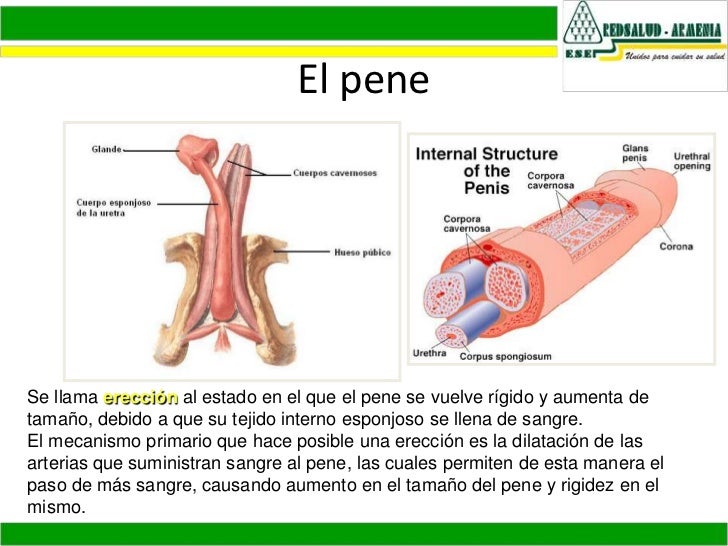 Manualnyy el modo el aumento del miembro