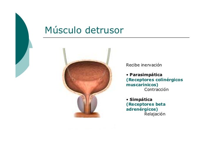 Anatomia y fisiologia de la micción