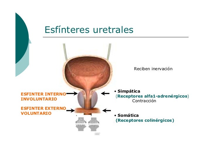 Anatomia y fisiologia de la micción Anatomia y fisiologia de la micción