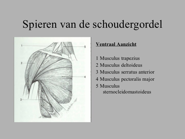 Anatomie