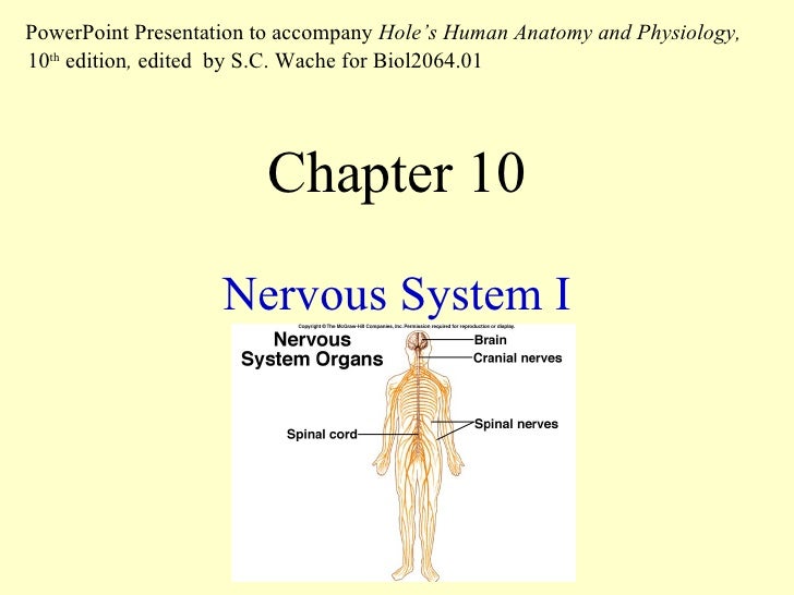 anatomy and physiology chapter 10 nervous system