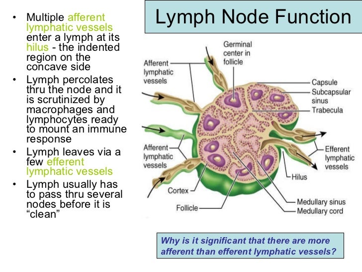 Guide To Composition And Function Of Lymph In Lymphatic System