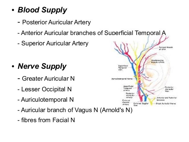 Anatomy & embryology ext ear & middle ear