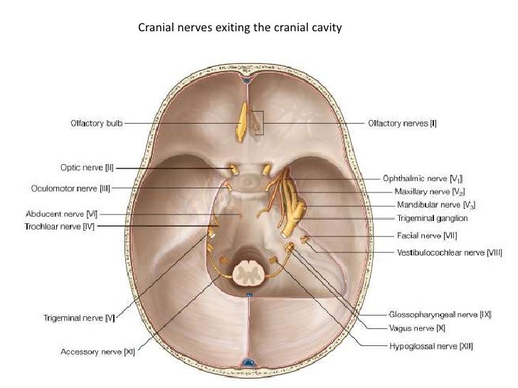 facial nerve emerge for boys multiple orgasms porn gayy