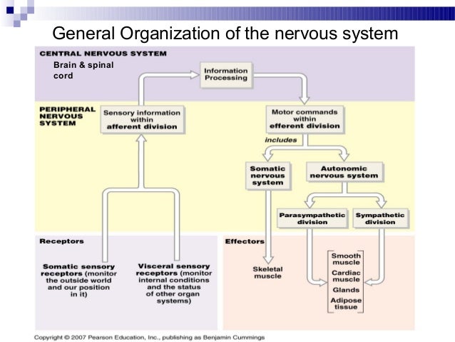 three types of neurons
