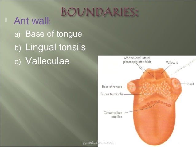 Anatomy n physiology of pharynx 03