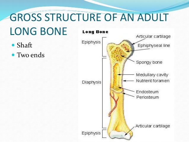 Anatomy of bone and cartilage 1