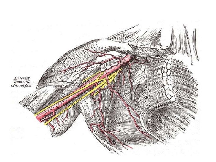 Anatomy of brachial plexus