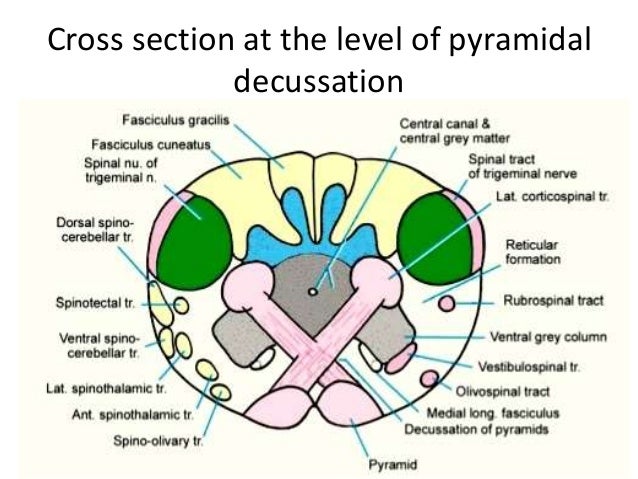 Anatomy of brainstem and its clinical significance