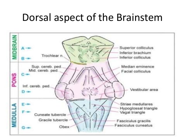 brain stem anatomy
