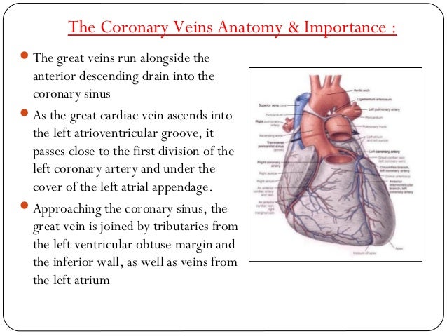 Anatomy of cardiac structures & conducting system in