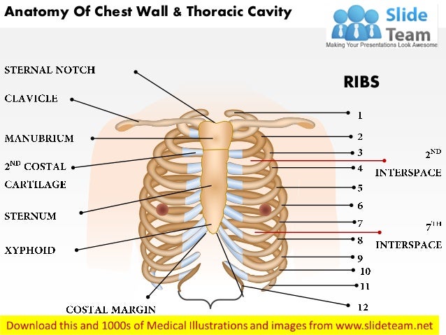 Anatomy Of Chest Wall And Thoracic Cavity Medical Images