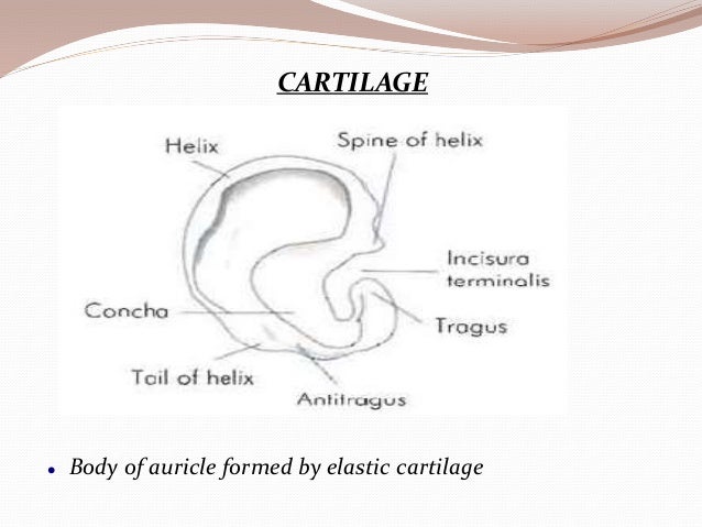 Anatomy of ear