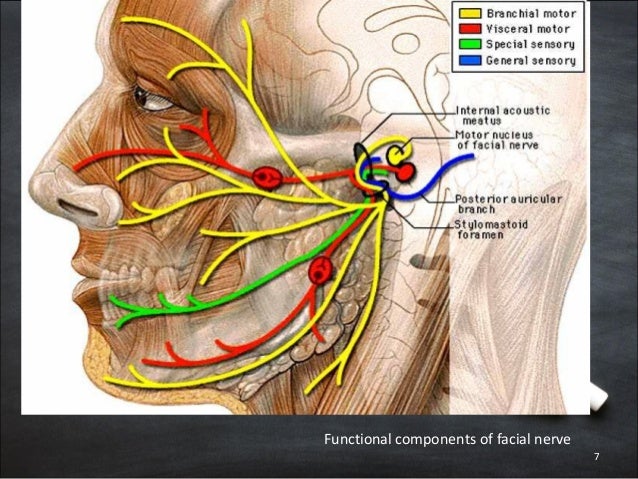 Anatomy of facial nerve