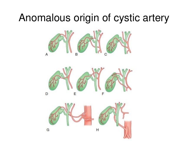 Anatomy of gall bladder