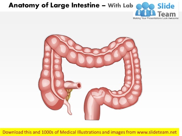 Anatomy Of Large Intestine Medical Images For Power Point