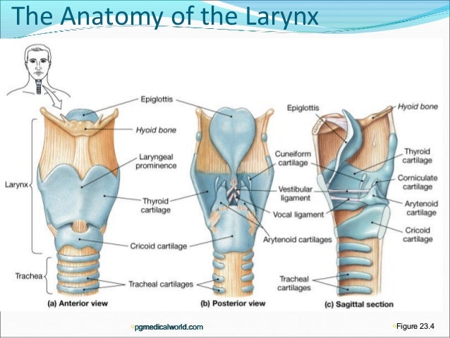 Larynx Définition What Is