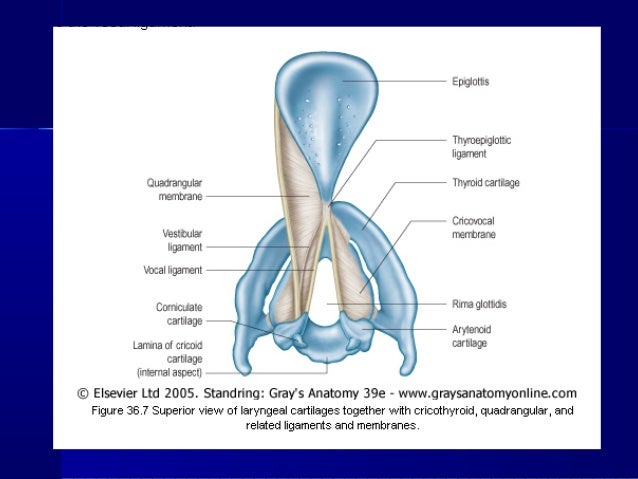 Anatomy of larynx and its anaesthetic importance