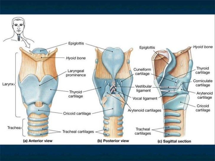 Anatomy of larynx and trachea final