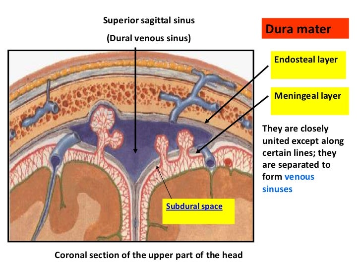 Anatomy of meninges, ventricles, cerebrospinal fluid