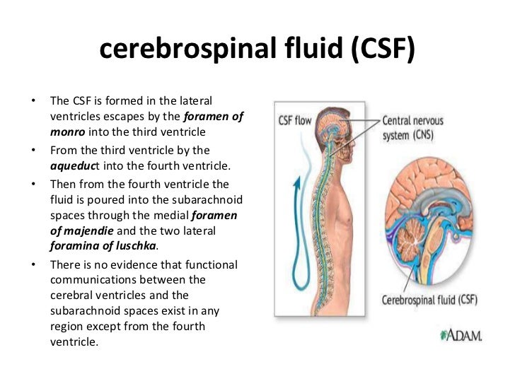 Anatomy of meninges, ventricles, cerebrospinal fluid