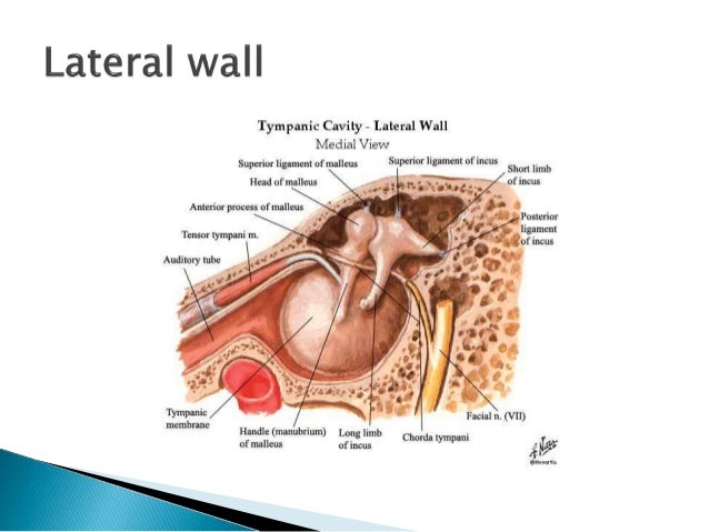 Adult Ear 91